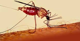 Gejala Penyakit Malaria