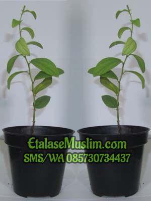 Bibit Pohon Daun Bidara Arab Sidr 10-20 cm (Siap Tanam)