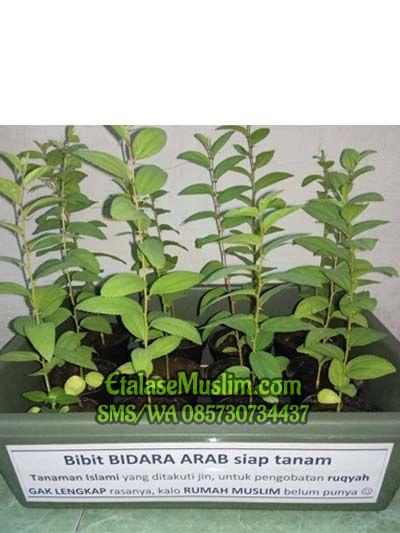 Bibit Pohon Daun Bidara Arab 40-50 cm (Siap Tanam)