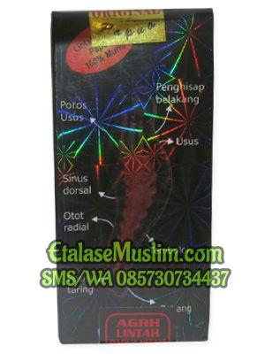 Minyak Lintah Hitam Papua 100% Murni