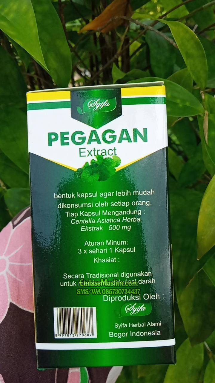 KAPSUL EKSTRAK PEGAGAN SYIFA HERBAL - PEGAGAN EXTRACT BPOM