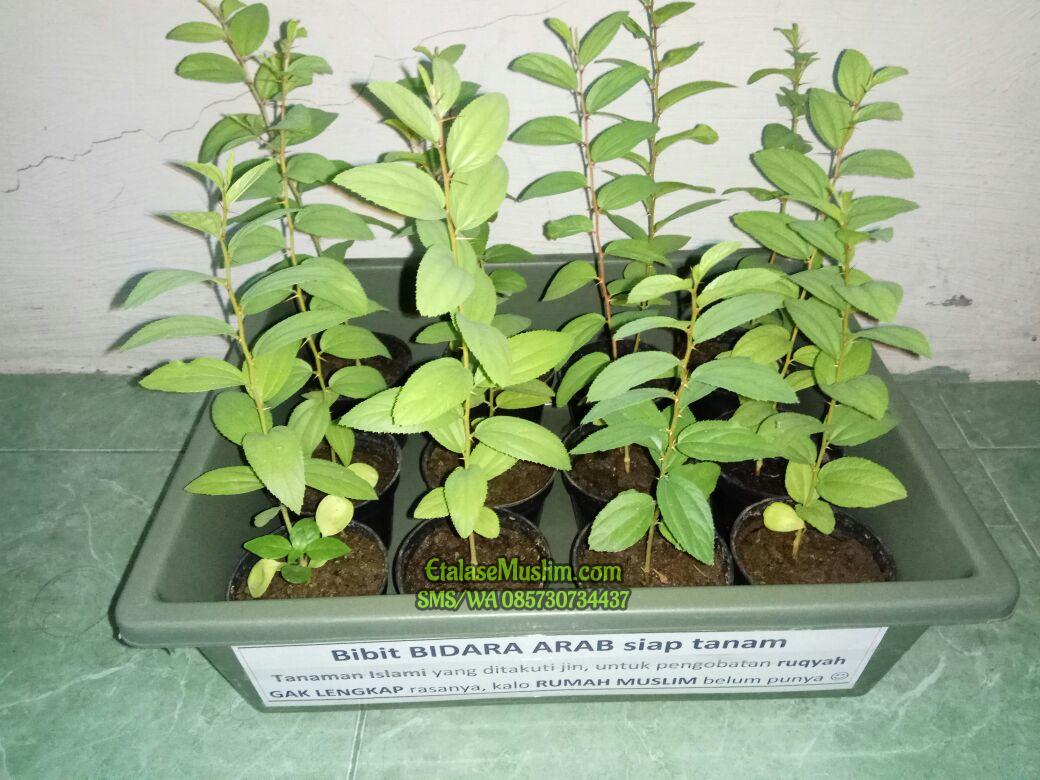 Bibit Pohon Daun Bidara Arab 25 cm (Siap Tanam)